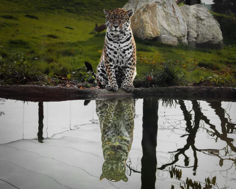 Jaguar Trek (autor: Roman Hanák)