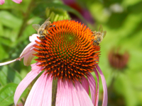 Včela medonosná na třapatkovce