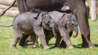 Tento víkend přivítala zoologická zahrada již druhé sloní mládě 
