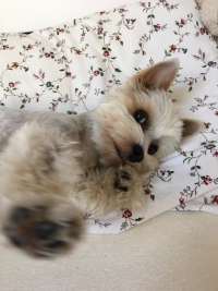 Něčemu takovému se přece nedá ubližovat