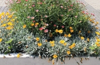 Květinová výzdoba v Olomouci