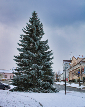 Vánoční strom na Horním náměstí ve Slavičíně