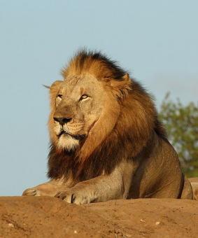 Zemřel údajně nejstarší lev v Africe, byl ubodán pastevci
