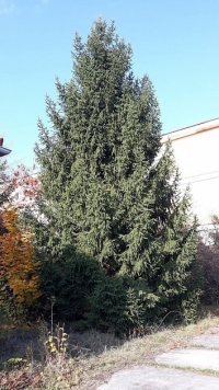 Vánoční strom z kasáren T. G. Masaryka