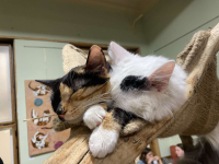 kočky z Kočkafé Schrödinger