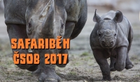 Safari běh 2017