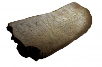 Zvířecí kost s runovým písmem, která byla nalezena ve slovanském sídlišti v Lánech u Břeclavi