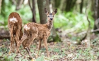 Srnka se svým mládětem