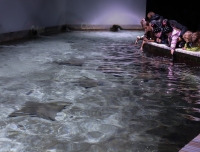 Zátoka rejnoků, kde mohou návštěvníci pohladit či nakrmit rejnoky, patří k nejoblíbenějším expozicím Zoo Zlín. 