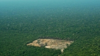 Dřevorubecké práce v Amazonském deštném pralese