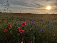 Rudé vlčí máky, ilustrační obrázek