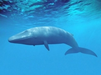 Modrá velryba je jediný živočich, který je schopen spáchat sebevraždu