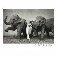 Dovima se slony, fotografie Richarda Avedona