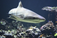 Žralok