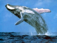 Hra je pojmenována po sebevražedném chování velryb.