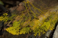 Blob naroubovaný na stromovou kůru