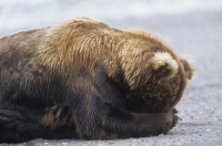 Zabíjení divoké zvěře na Aljašce dostalo zelenou