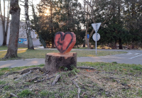 Srdíčko z pokáceného stromu v městském parku