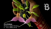 Výstava orchidejí