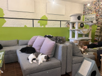 Kočičky v Toulavém ráji 