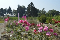 Olomoucké rozárium