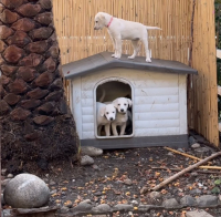 Zachráněná štěňata