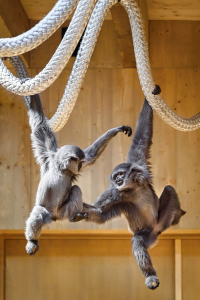 Giboni stříbrní v novém výběhu 