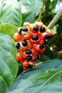 Plody Guarany odhalující svá semena