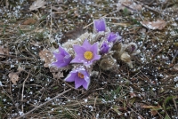 Zasněžený koniklec velkokvětý