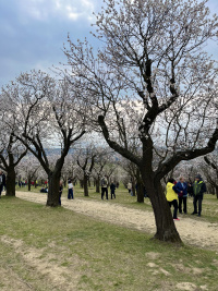 Mandloňové sady v Husptopečích