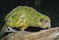 Kakapo 