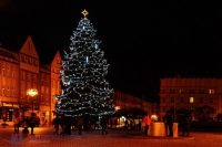 Strom na Masarykově náměstí v HK