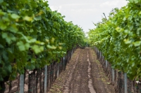 Vinné sklepy Slavín, Hodonínsko