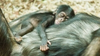Mládě šimpanze hornoguinejského