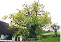 Vyhraje Zpívající lípa?